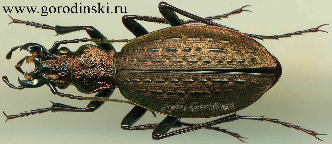 http://www.gorodinski.ru/carabus/Neoplesius draco lubasha.jpg